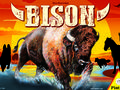 Bison Bild 1