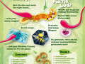 Sticky Chameleons Bild 2